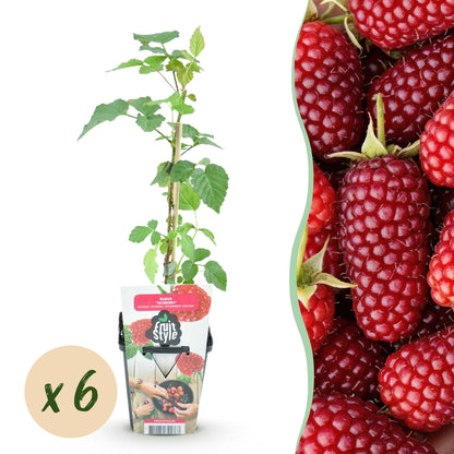 Buitenplant 6x Rubus Tayberry - Winterhard - Pot Ø 9cm Hoogte ↕ 10-25cm