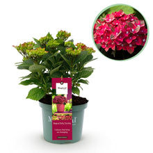 Buitenplant - Hydrangea Magical Tuesday & Saphire - Rood - Pot Ø 23cm Hoogte ↕ 55cm