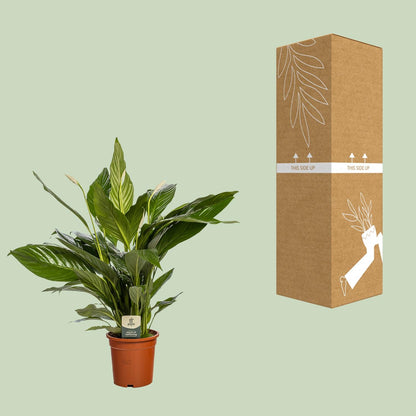 Kamerplant - Spathiphyllum Bingo Cupido - Luchtzuiverend - Pot Ø 19cm Hoogte ↕ 80cm