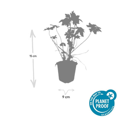 Buitenplant 6x Geranium macrorrhizum - Bloeiend - Pot Ø 9cm Hoogte ↕ 10-25cm