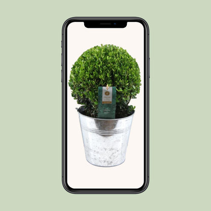 Buitenplant - Ilex Crenata 'Jenny' Ball - Winterhard - Pot Ø 19cm Hoogte ↕ 40cm