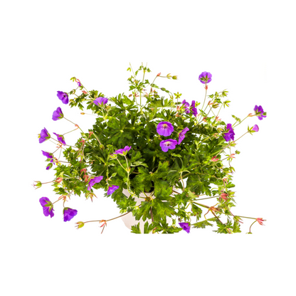 Buitenplant - Geranium Rozanne - Bloeiend, Paars - Pot Ø 19cm Hoogte ↕ 20-30cm