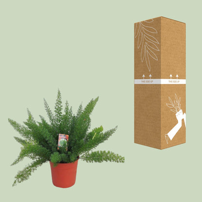 Kamerplant - Asparagus densiflorus 'Meyersii' - Pot Ø 27cm Hoogte ↕ 60cm
