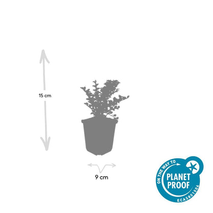 Buitenplant 6x Cotoneaster horizontalis - Pot Ø 9cm Hoogte ↕ 10-25cm