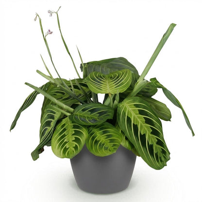 Kamerplant - Maranta Fascinator Lemon Lime - Pot Ø 12cm Hoogte ↕ 25cm
