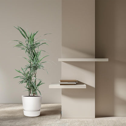 XL kamerplant - Dracaena Warneckei - Pot Ø 30cm Hoogte ↕ 145cm