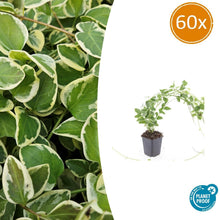 Buitenplant 60x Vinca major 'Variegata' - Bodembedekker - Pot Ø 9cm Hoogte ↕ 10-25cm