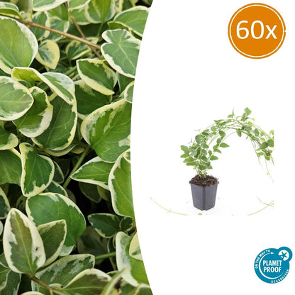 Buitenplant 60x Vinca major 'Variegata' - Bodembedekker - Pot Ø 9cm Hoogte ↕ 10-25cm