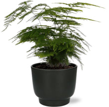 Kamerplant - Asparagus Setaceus - Pot Ø 12cm Hoogte ↕ 35cm