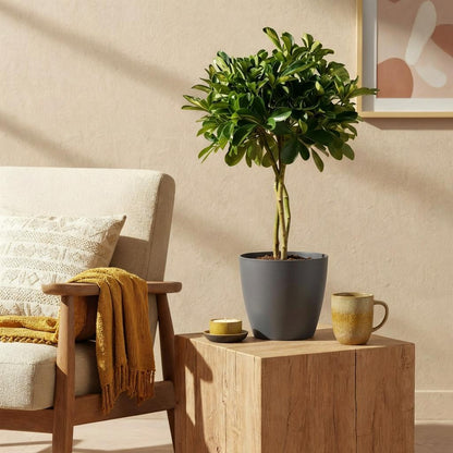 Kamerplant - Schefflera Gold Capelle - Vingerboom - Pot Ø 21cm Hoogte ↕ 70-80cm