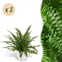 Kamerplant 2x Nephrolepsis exaltata 'Green Lady' - Varen - Pot Ø 12cm Hoogte ↕ 25cm