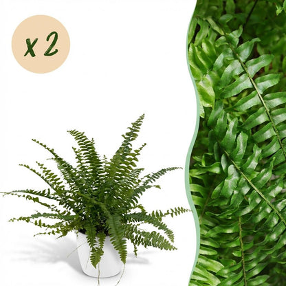 Kamerplant 2x Nephrolepsis exaltata 'Green Lady' - Varen - Pot Ø 12cm Hoogte ↕ 25cm