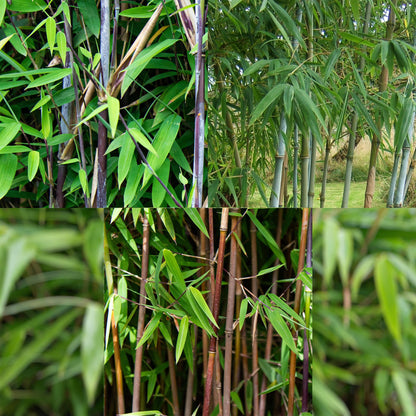 Buitenplant 3x Fargesia Dragon Tricolour - Bladhoudend, Niet Woekerend - Pot Ø 14cm Hoogte ↕ 35cm