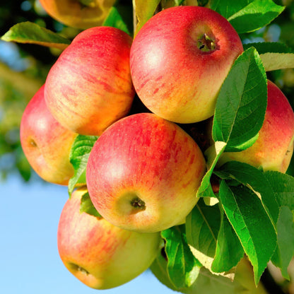 Buitenplant - Malus domestica Jonagold - Fruitboom - Pot Ø 21cm Hoogte ↕ 90cm