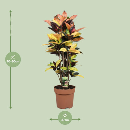 Kamerplant - Codiaeum Mrs Iceton - Pot Ø 27cm Hoogte ↕ 80cm