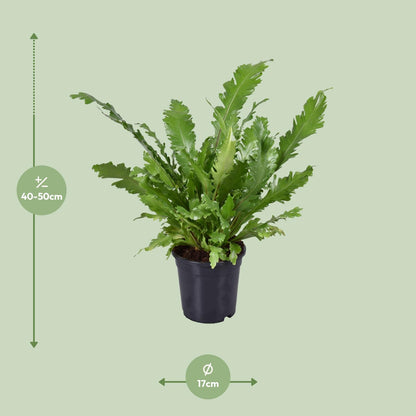 Kamerplant - Asplenium Nidus - Pot Ø 17cm Hoogte ↕ 45cm