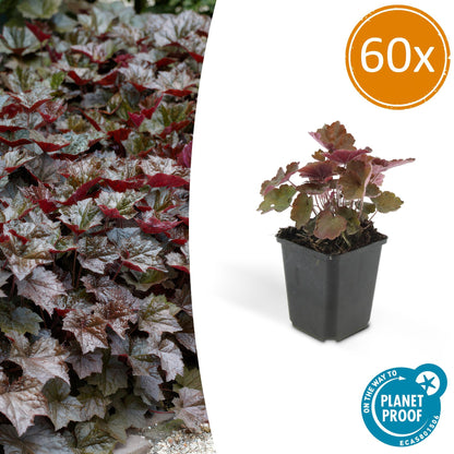 Buitenplant 60x Heuchera mic. 'Palace Purple' - Pot Ø 9cm Hoogte ↕ 10-25cm