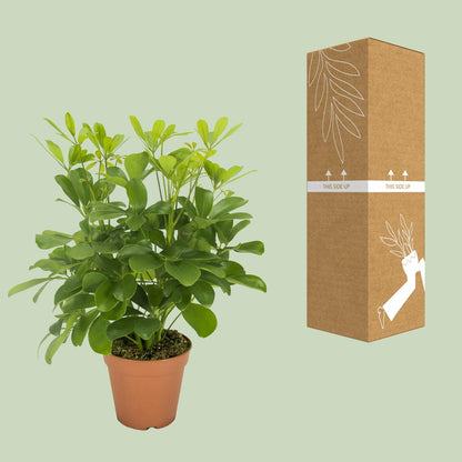 Kamerplant - Schefflera Nora - Pot Ø 13cm Hoogte ↕ 35cm