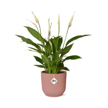 Kamerplant - Spathiphyllum Torelli - Pot Ø 14cm Hoogte ↕ 12cm
