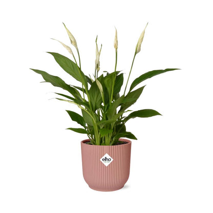 Kamerplant - Spathiphyllum Torelli - Pot Ø 14cm Hoogte ↕ 12cm