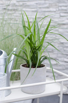 Buitenplant - Carex morrowii Irish Green - Pot Ø 19cm Hoogte ↕ 40cm
