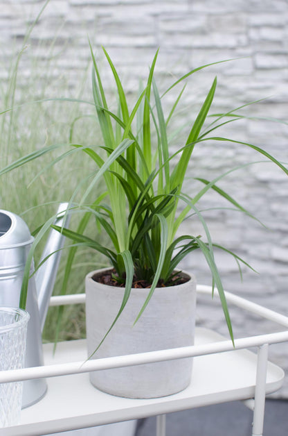 Buitenplant - Carex morrowii Irish Green - Pot Ø 19cm Hoogte ↕ 40cm