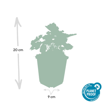 Buitenplant 60x Heuchera mic. 'Palace Purple' - Pot Ø 9cm Hoogte ↕ 10-25cm