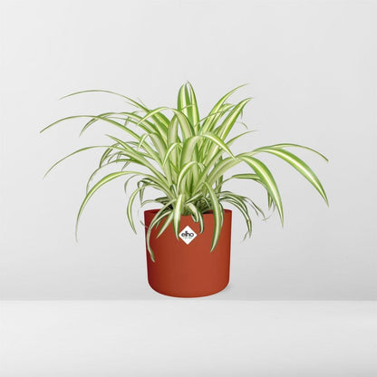 Kamerplant - Chlorophytum Comosum Variegatum - Pot Ø 14cm