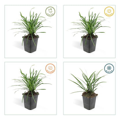 Buitenplant 60x Liriope muscari 'Big Blue' - Pot Ø 9cm Hoogte ↕ 10-25cm