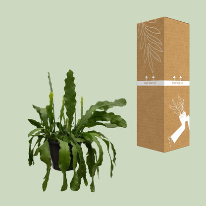 Kamerplant - Epiphyllum Beavertale - Pot Ø 25cm Hoogte ↕ 60cm