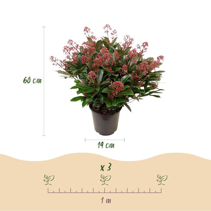 Buitenplant 2x Skimmia japonica Duo - Bloeiend - Winterhard - Pot Ø 19cm Hoogte ↕ 60cm