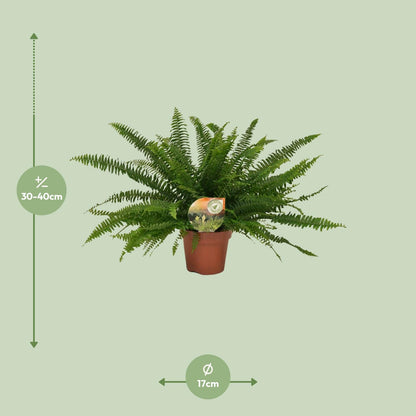 Kamerplant - Nephrolepis Green Lady - Pot Ø 17cm Hoogte ↕ 40cm