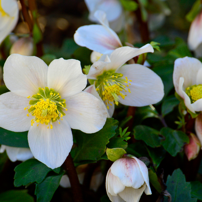 Buitenplant - Helleborus niger 'Christmas Carol' - Set van 24 stuks - Bloeiend
