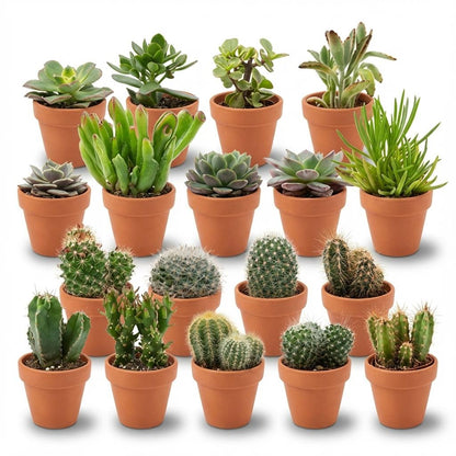 Kamerplant 18x Mini Cactus & Succulenten Mix - Terracotta Potten - Pot Ø 8,1cm Hoogte ↕ 5-10cm