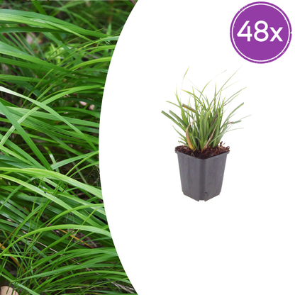 Buitenplant 48x Carex morrowii - Pot Ø 9cm Hoogte ↕ 10-25cm