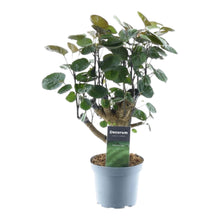 Kamerplant - Polyscias Fabian - Pot Ø 12cm Hoogte ↕ 45cm