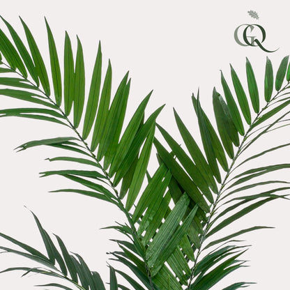 Kunstplant - Kentia Kentiapalm - Hoogte ↕ 150cm