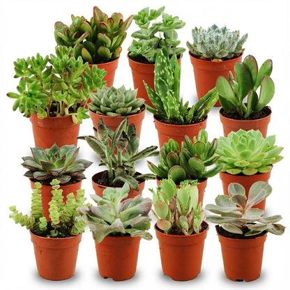 Kamerplant 15x Mini Succulenten Mix - Pot Ø 5,5cm Hoogte ↕ 5-10cm
