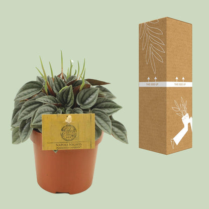 Kamerplant - Peperomia Napoli Nights - Pot Ø 10,5cm Hoogte ↕ 15cm