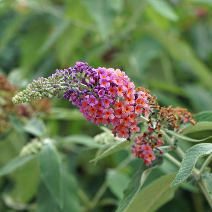 Buitenplant - Buddleja davidii 'Flower Power' - Bloeiend - Pot Ø 17cm Hoogte ↕ 30cm