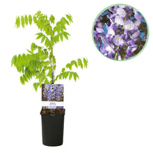 Buitenplant - Wisteria floribunda 'Prolific' - Bloeiend - Pot Ø 11cm Hoogte ↕ 40cm