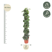 XL Kamerplant - Scindapsus Pictus Trebie Mosstok - Pot Ø 30cm Hoogte ↕ 160cm