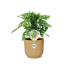 Kamerplant - Monstera 'Monkey Leaf' - Pot Ø 14cm