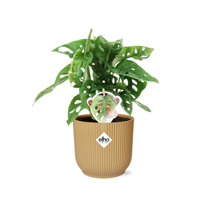 Kamerplant - Monstera 'Monkey Leaf' - Pot Ø 14cm