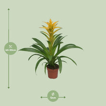 Kamerplant - Guzmania Desire - Pot Ø 12cm Hoogte ↕ 45cm
