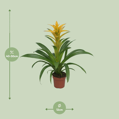 Kamerplant - Guzmania Desire - Pot Ø 12cm Hoogte ↕ 45cm
