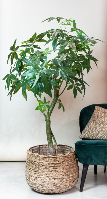 XL Kunstplant - Pachira Aquatica Geldboom - Hoogte ↕ 180cm