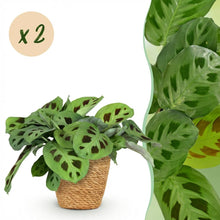 Kamerplant 2x Maranta Fascinator Kerchoveana - Zebraplant - Pot Ø 12cm Hoogte ↕ 25cm