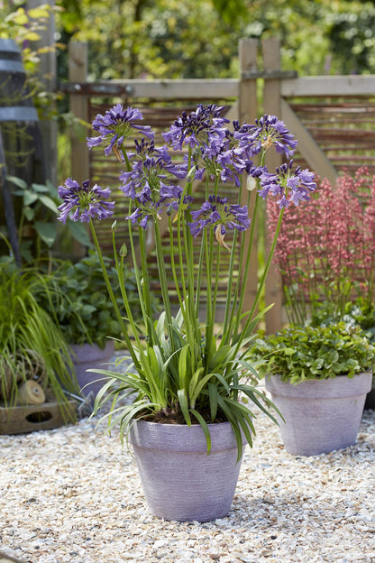 Buitenplant - Agapanthus 'Poppin Purple' - Bloeiend - Pot Ø 19cm Hoogte ↕ 30cm