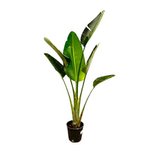 XL Kamerplant - Strelitzia Augusta - Pot Ø 30cm Hoogte ↕ 180cm